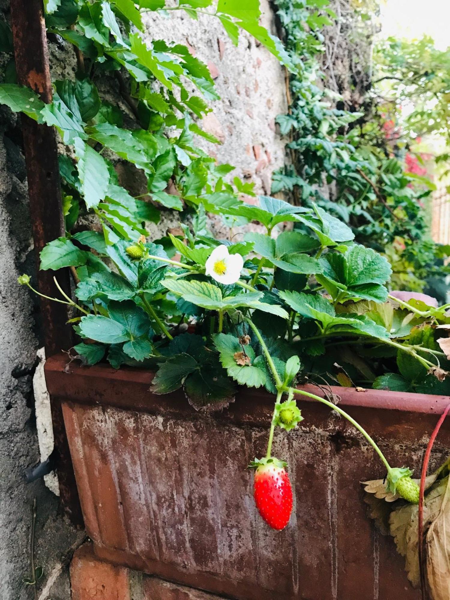 Una Casa Di Campagna Dossobuono Buitenkant foto